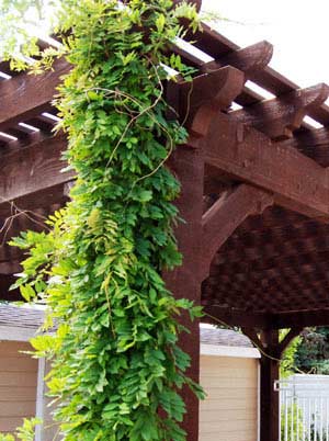 plant climbing vine