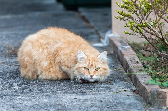 wary-tabby-cat