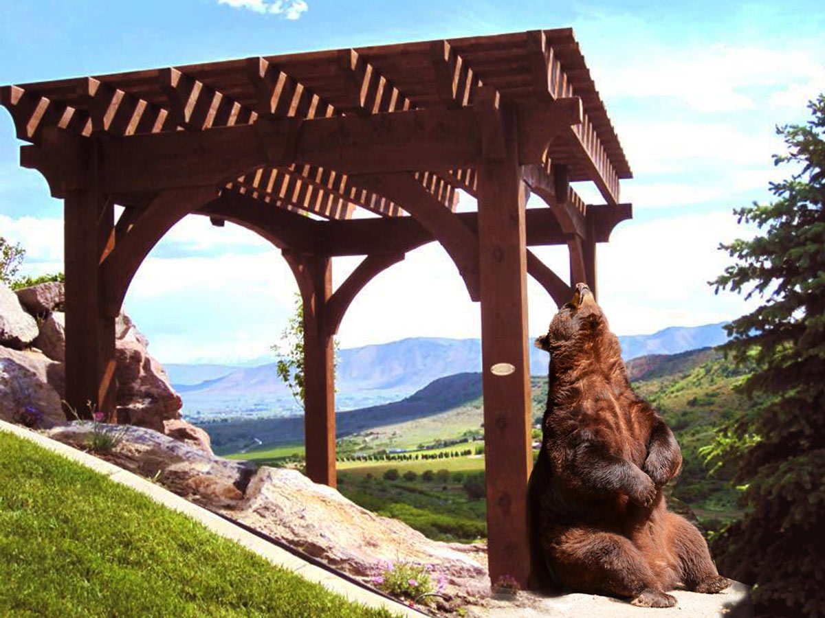 bear under pergola