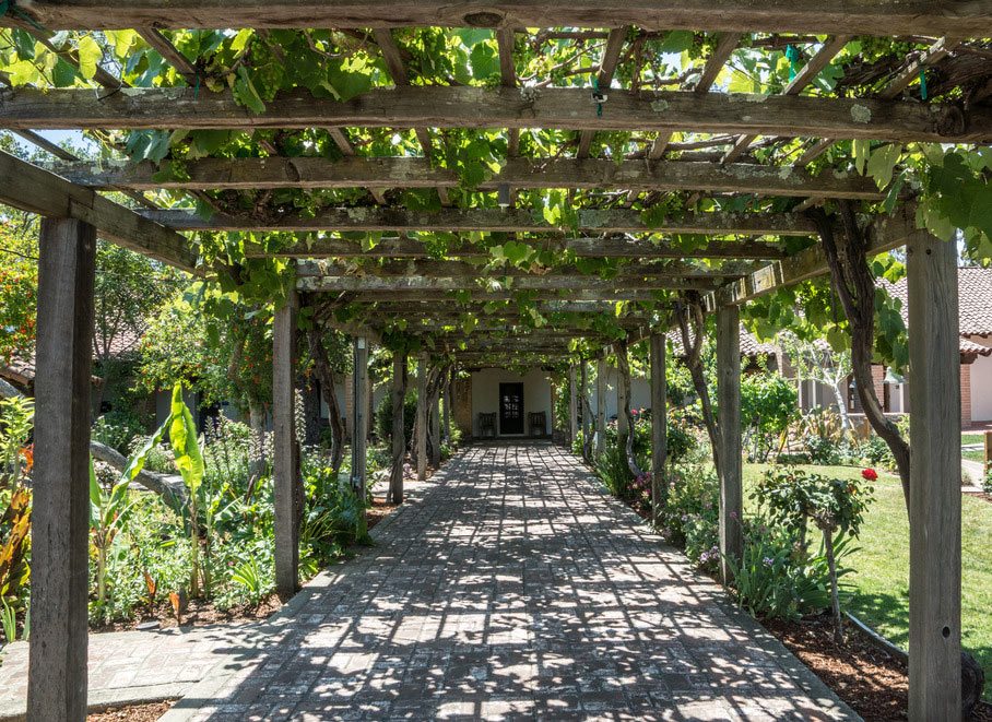 arbor-of-grape-vines